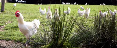 Poules Poules