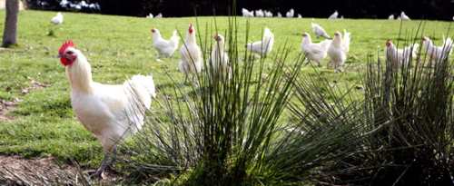 Poules